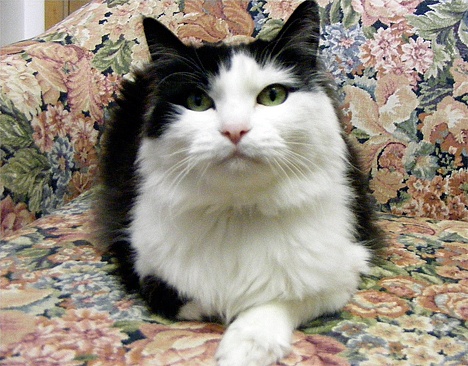 3-year-old Whiskers is a great cuddly kitty. She loves being petted