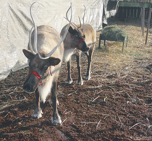 Viewing reindeer 'Comet' and 'Cupid: are part of this year's activities at Newcastle Fruit and Produce.