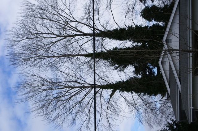 Bellevue's famous 'coniciduous' trees stand waiting for warm weather to bring them to their full glory. OK