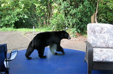 The Stangl family had an unusual visitor June 28 and 30 – a black bear in their backyard. The family's home