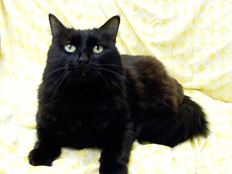 Seven-year-old Cassie has been looking for a new home since June after her owner got too old to take care of her. Cassie's owner says she is extremely wonderful and loves cuddling and sleeping on your bed. She's lived well with children