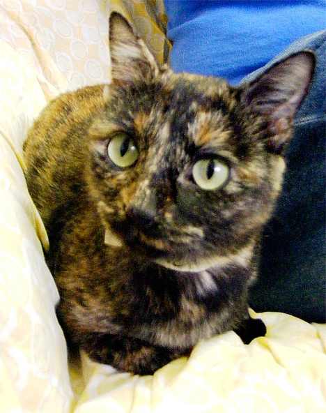 One-year-old Casmier is a cute petite Tortoiseshell who is quiet but a little skittish