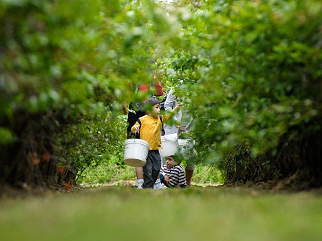 Visitors to Bellevue's blueberry fields are finding the fruit ready for picking.