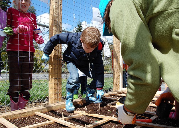 Students at Bellevue's Newport Heights Elementary School tend to their new garden