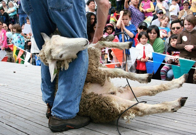 Sheep shearing packs in the crowd at the annual Kelsey Creek Farm event.