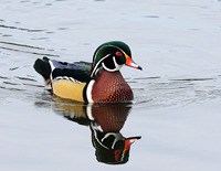 Wood Ducks are regular residents at Juanita Bay.