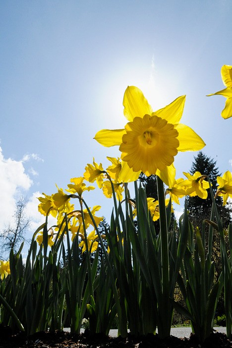 Bellevue Botanical Garden