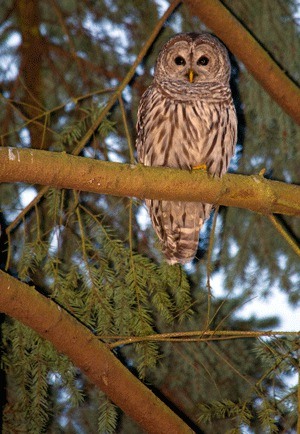 Lior and Inez Caspi's evening walk with their standard poodle turned into an encounter with an owl at the couple's home in Bellevue's Somerset neighborhood Monday night. Lior took about 25 shots with his Nikon SLR and 300mm lens. The photos quickly went on Facebook for neighbors to see. The couple believe the bird is a Barred owl