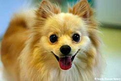 Pookie is a handsome 1-year-old cream-colored Pomeranian mix who always wants to be part of the action. He’s been neutered