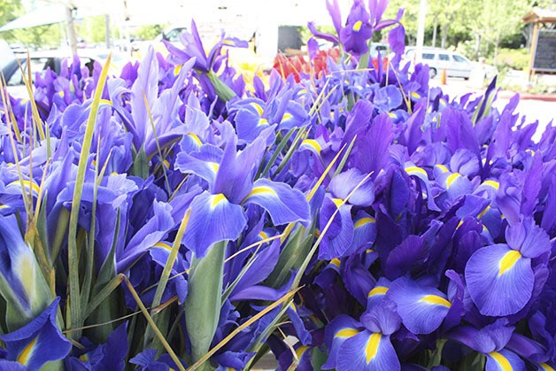 Flowers are in abundance at the Bellevue Farmer's Market.