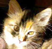 Autumn is a 4-month-old medium hair Tortoiseshell kitten. She is full of energy and a little mischievous; however very sweet and affectionate. Autumn is currently in foster care with her three littermates - Sebastian