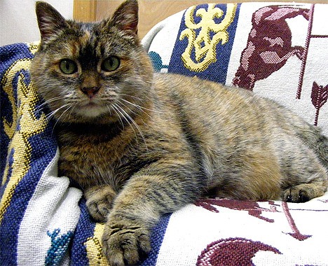 Owl Eyes is an affectionate 7-year-old who loves being petted and brushed. She has striking bronze eyes as her name suggests