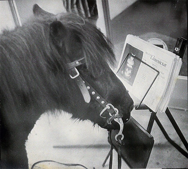 A horse appears to read an issue of the Bellevue American