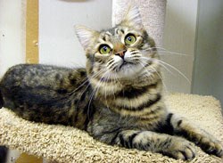 One-year-old Graffe is a great all-around girl with a wonderful temperament. She is very friendly