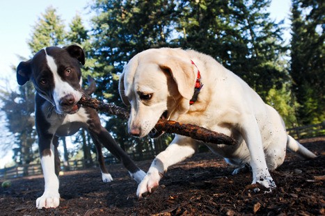 Robinswood Off-Leash Dog Corral at 9:04 a.m. on the last full day of winter in Bellevue on Friday