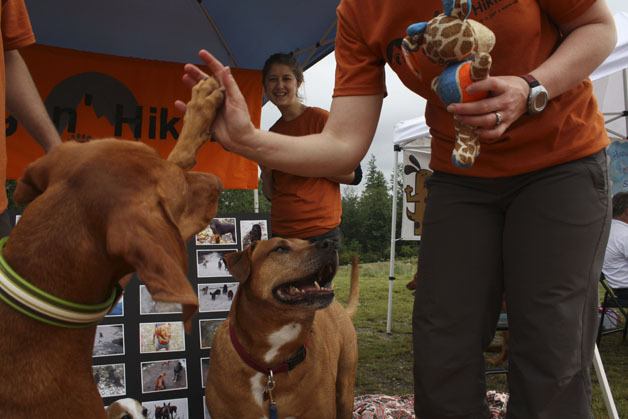 A Vizsla gives a high-five to a friend from Doggon' Hiking.