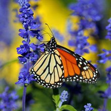 The right plants can attract butterflies.