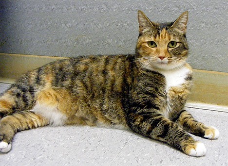 Four-year-old Treena is a cute Dilute Tortoiseshell with dramatic markings. Since she is a big girl