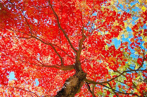 Fall Colors on display at Omega Photo Bellevue Reporter