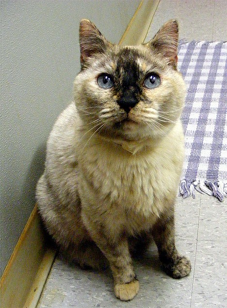 Seven-year-old Sapphire is a beautiful Torti-point Siamese with lovely blue eyes and her personality is even more outstanding than her looks. Sapphire is a loyal feline who comes to you when called