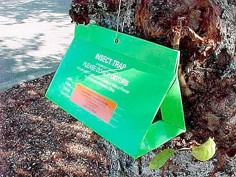 Gypsy moth traps are checked every two to three weeks during the summer