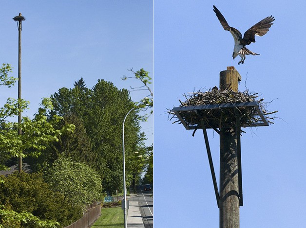 Left: The osprey nest was moved to a dedicated pole in January of this year at Hidden Valley Sports Park. Right: An osprey lands at its the nest on Friday.