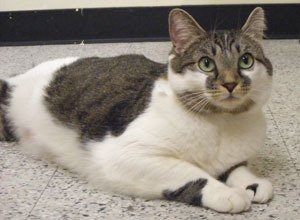 Three-year-old Turtle is a cute chubby gal with beautiful emerald eyes. She is initially reserved but warms up quickly and enjoys petting and brushing. She is a calm