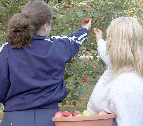 Students at Interlake High School's horticulture program harvest apples from a small orchard on the school grounds Friday