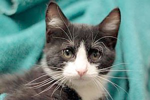 Meet Miko at the Seattle Humane Society! Miko is a 2-month-old black and white kitten who loves to play. He is full of life and eager to explore fun new people and toys. All dogs and cats at the Seattle Humane Society have been spayed/neutered