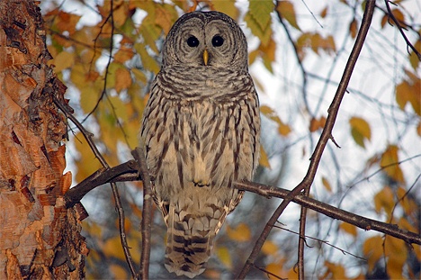 This owl has taken up residence in the trees surrounding one of the buildings in the Bellefield Office Park. Matt Swalwell