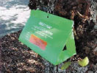 Traps such as this are being set to capture gypsy moths.