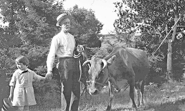 Potential fence-destroyer Beauty the Cow