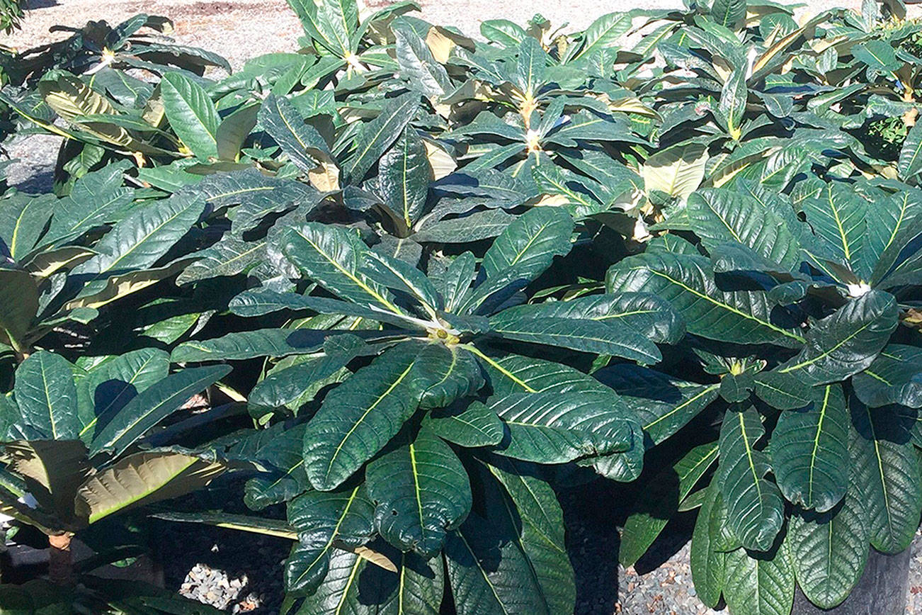 Wells Medina Nursery to unveil private collection of unique rhododendrons