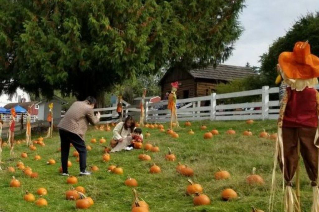 Come see barn animals and pumpkins at the 40th annual Kelsey Creek Farm