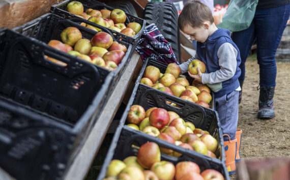 A boy picks out Honeycrisp apples for his family at Swans Trail Farms in Snohomish, Washington. Sound Publishing File Photo