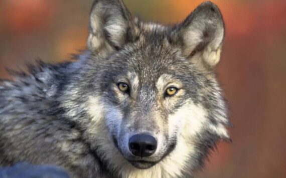 A gray wolf. Gary Kramer/U.S. Fish and Wildlife Service