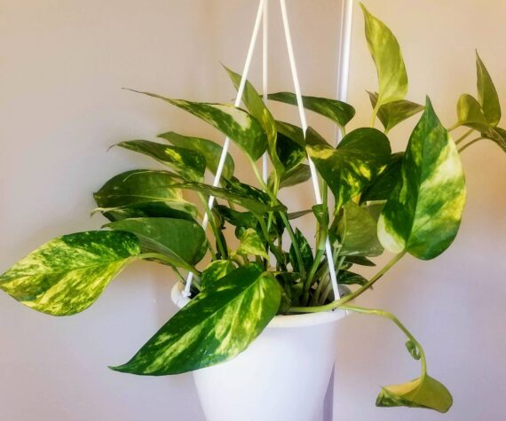 My first Marble Queen Pothos, named Frida. Photo by Bailey Jo Josie/Sound Publishing.